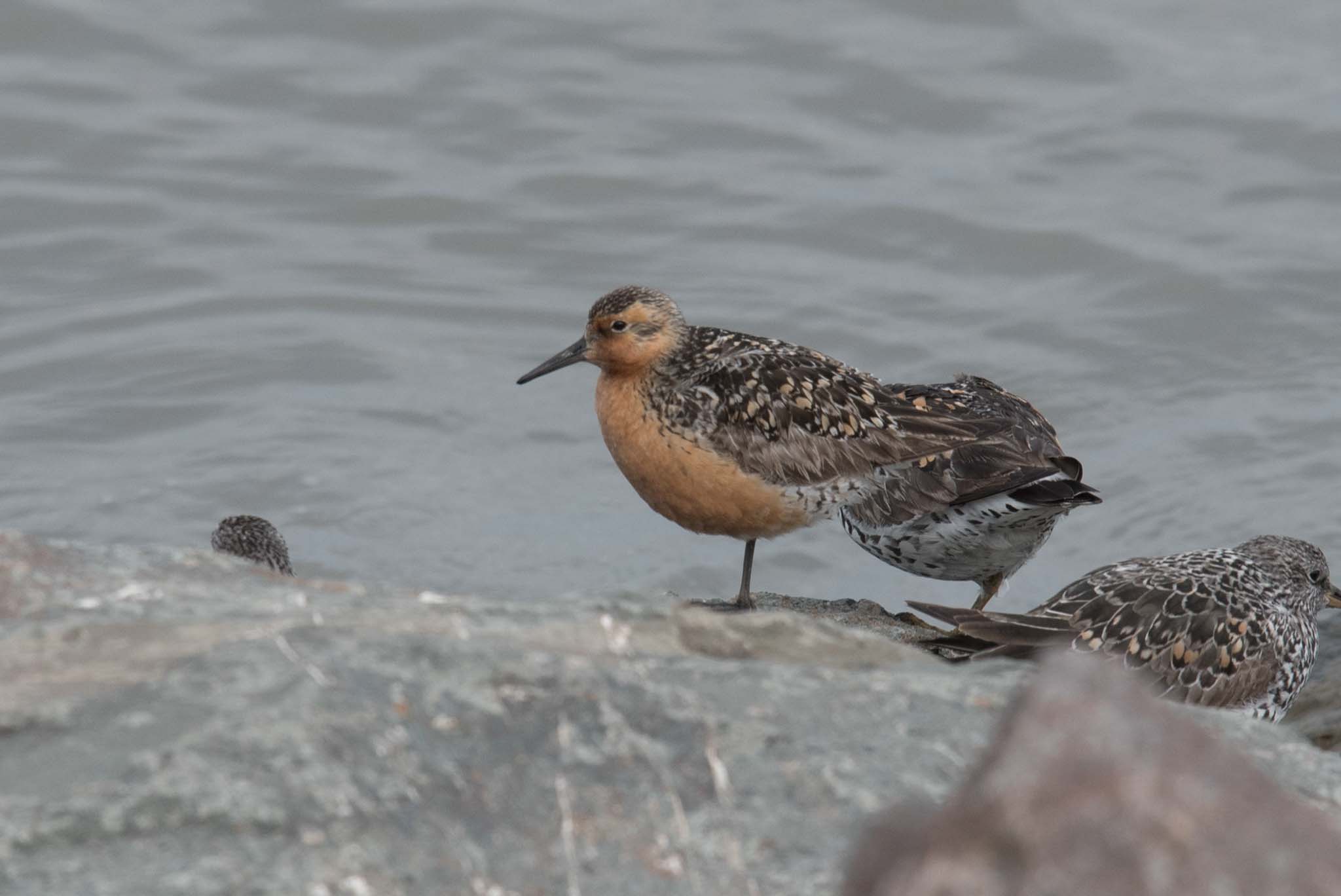 REKN_Anchorage_053021_web Red Knot and Surfbirds