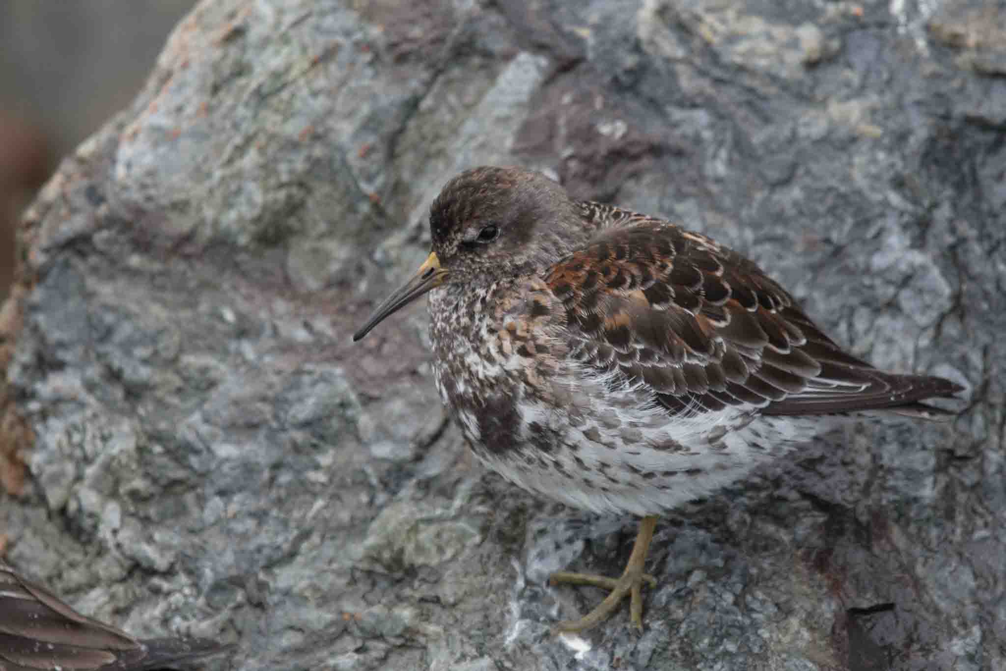 ROSA_Homer_051119_r_web Rock Sandpiper, Homer, Alaska