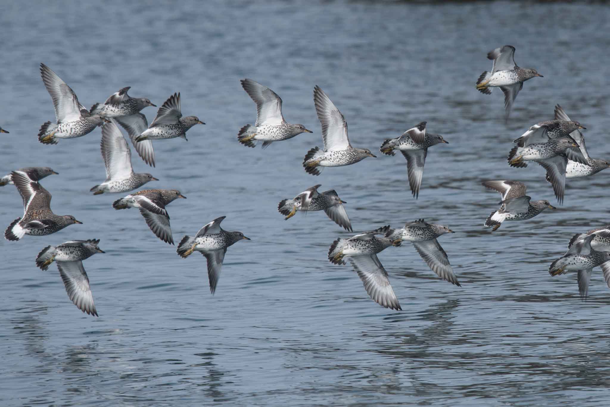 SURF_Homer_050523_web A flock of Surfbirds in the Homer harbor, Homer, Alaska.