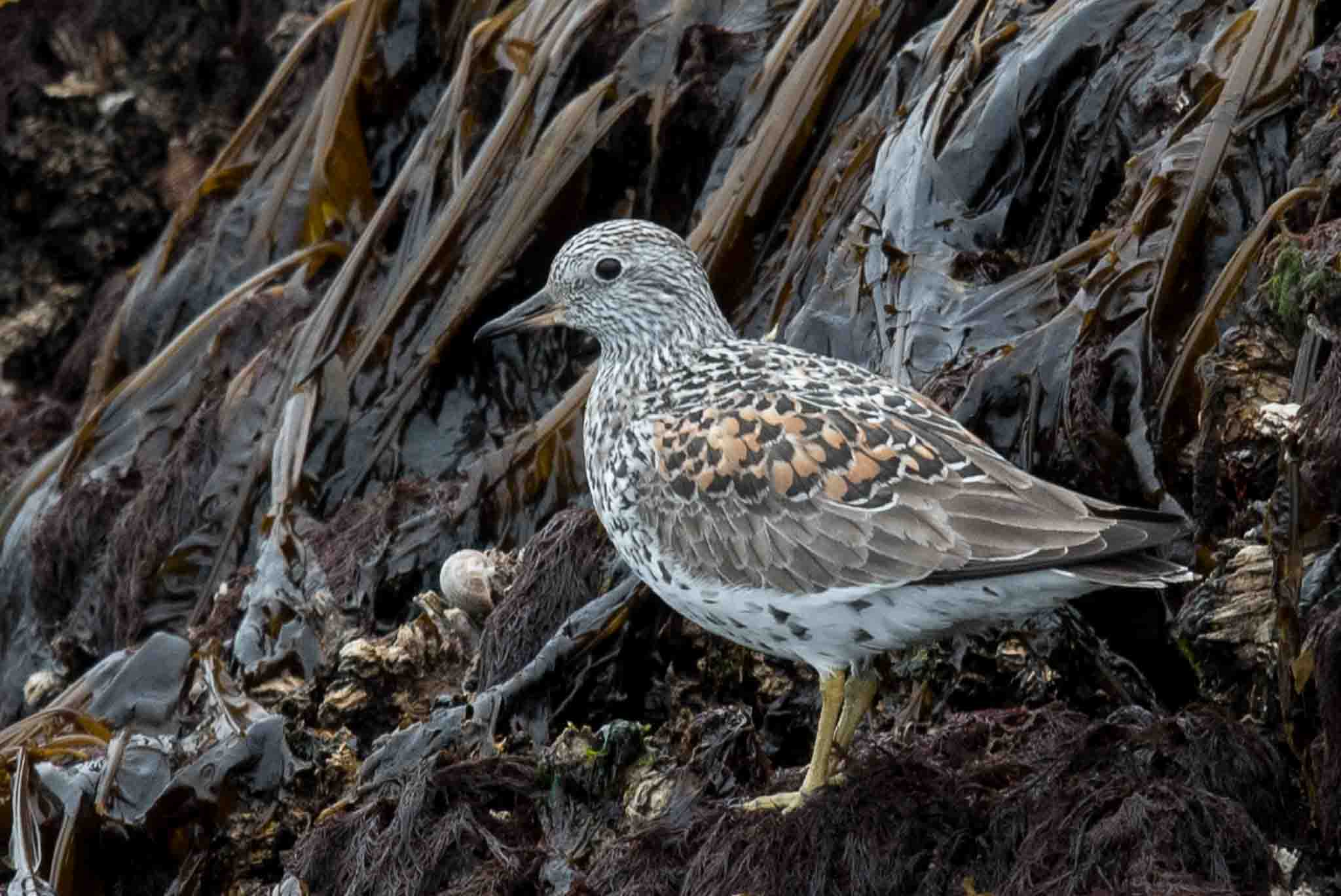 SURF_Homer_050919_r_web Surfbird, Homer, Alaska