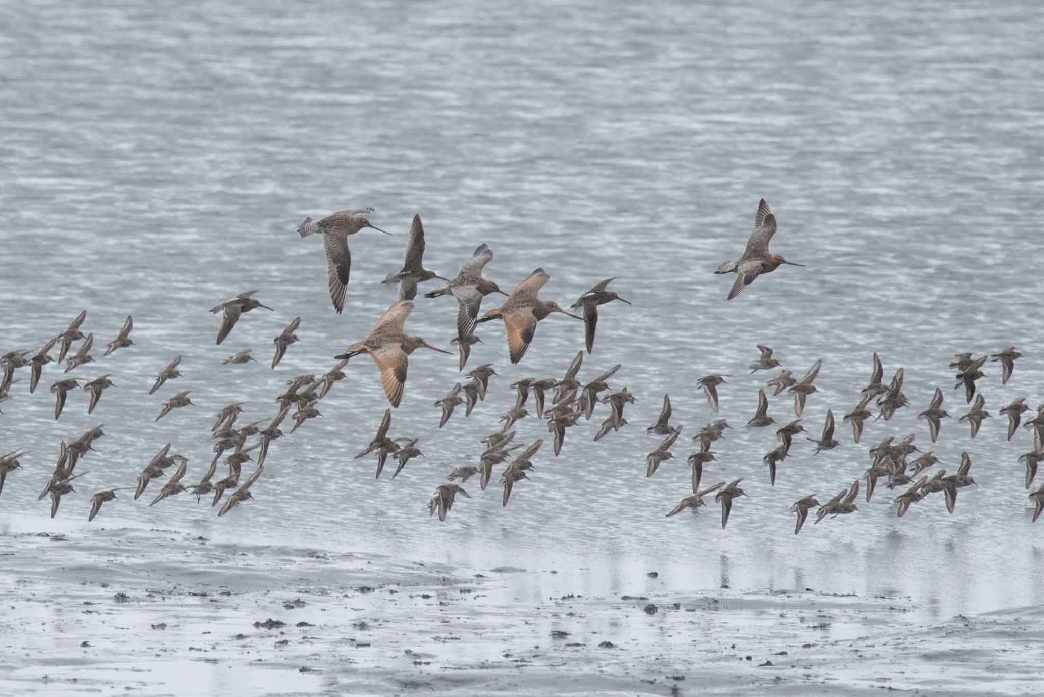 Shorebirds2_Homer_050623_web A mixed flock of shorebirds settles down on the mud in Kachemak Bay, Homer, Alaska.
