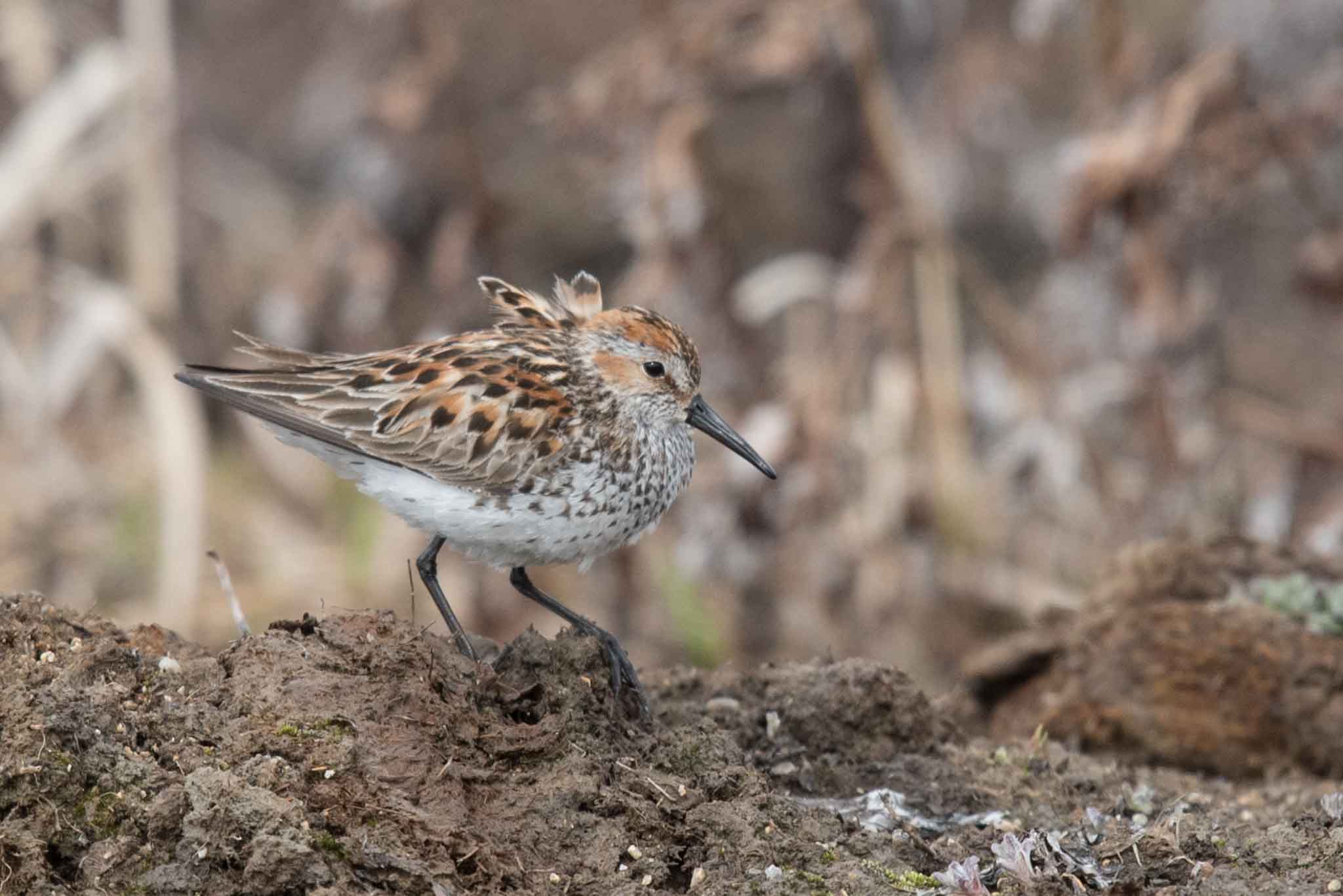 WESA_Gambell_052317_web Western Sandpiper, Alaska