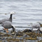 Emperor Geese, Kodiak Island, Alaska