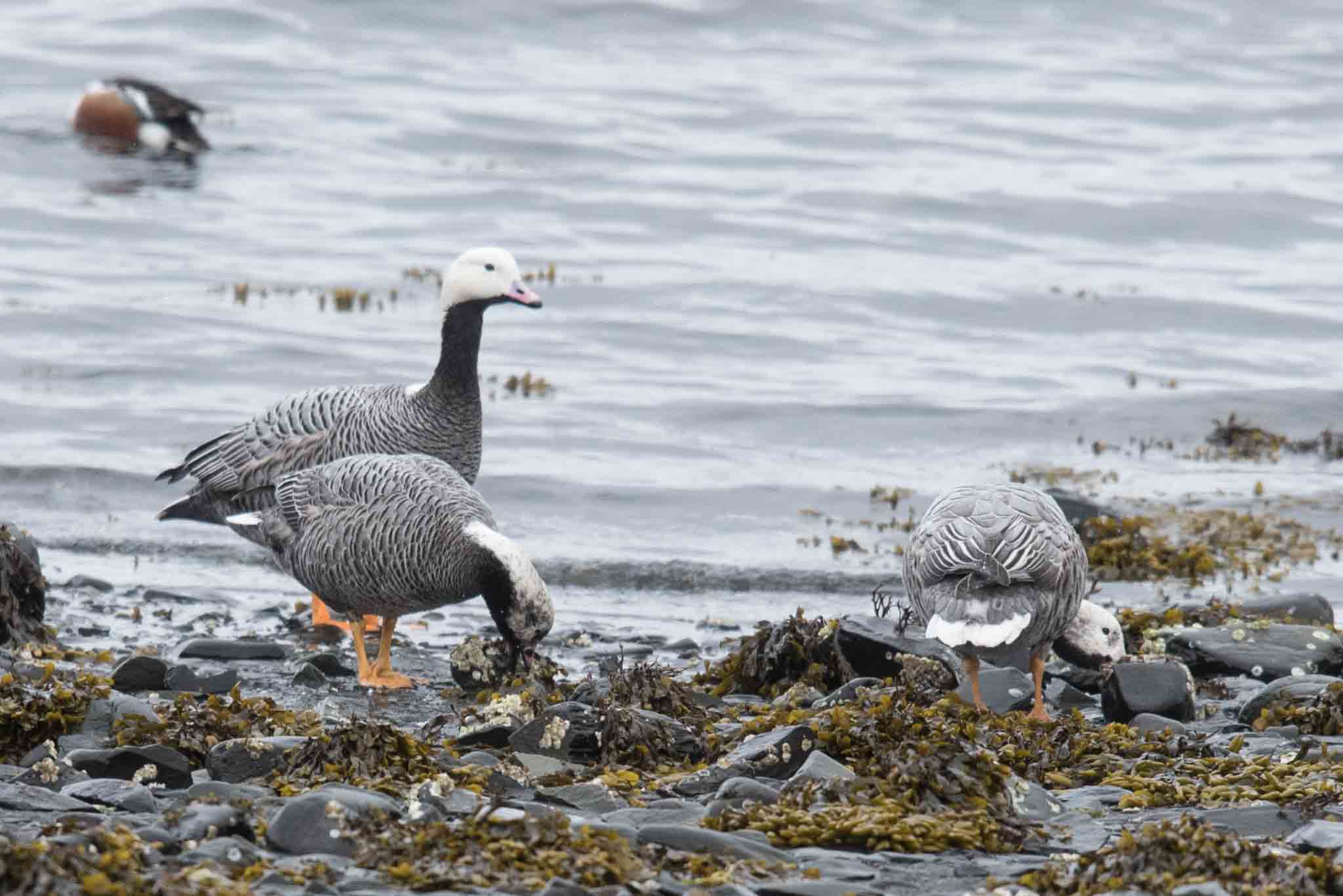 Emperor Geese, Kodiak Island, Alaska