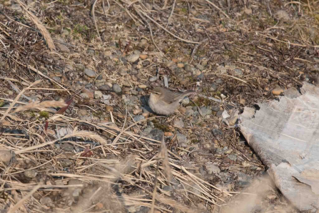 Drab, but spectacular. Is that possible? According to this Common Chiffchaff it is!
