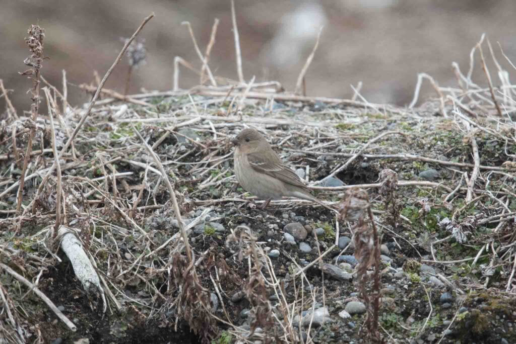 This Common Rosefinch was one of two cooperative Rosefinches we found at Gambell this year.