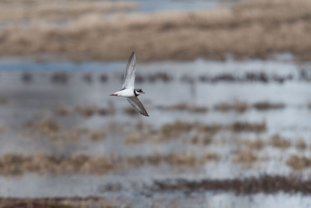Common Ringed Plover nests around Gambell.