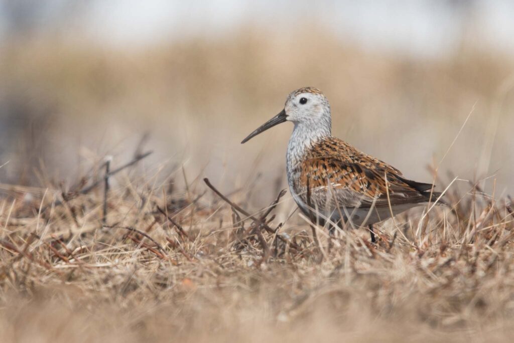 The beautiful Dunlin breeds in the marshes around Gambell.
