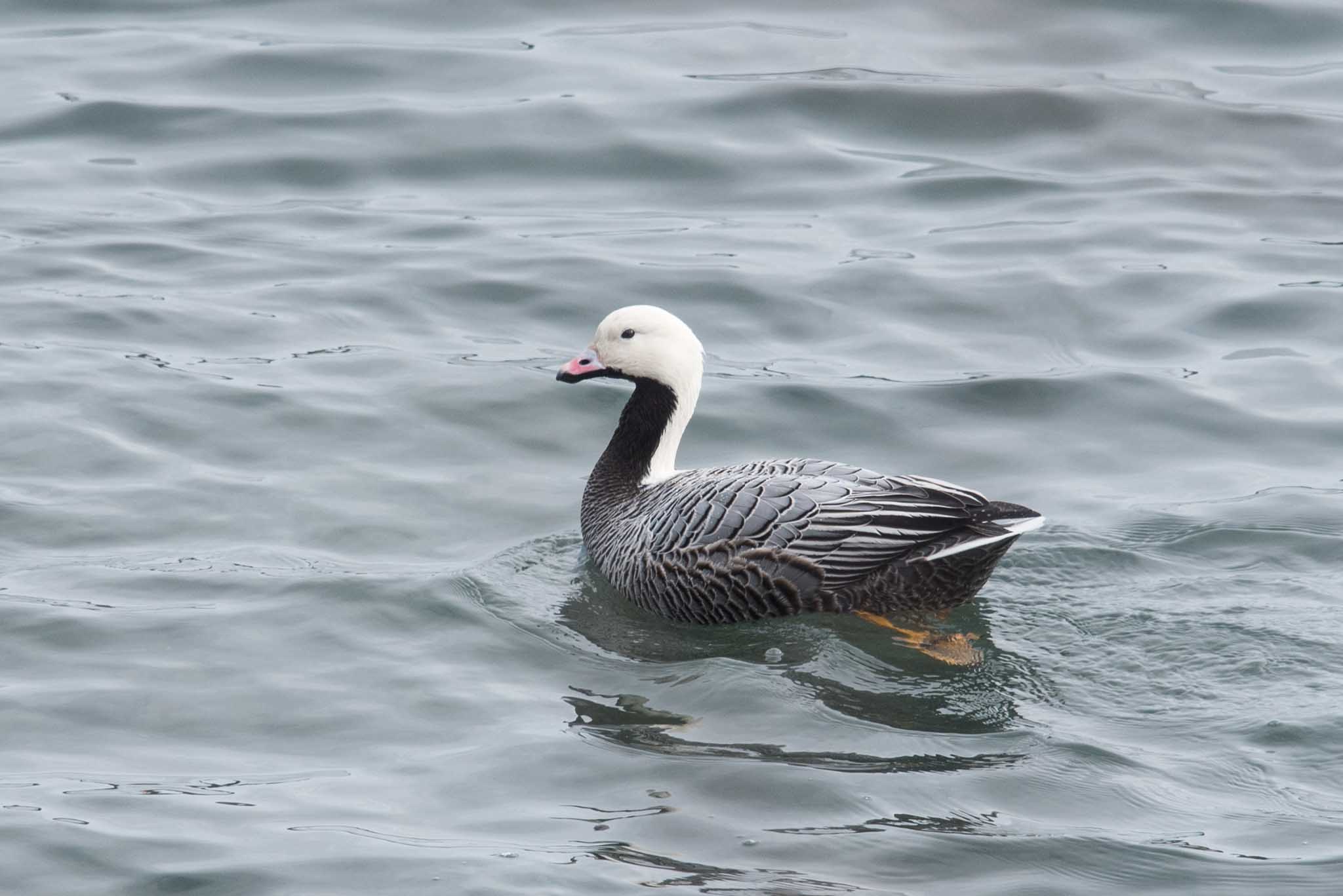 EMGO_Kodiak_032522_web- Emperor Goose. High in the running for classiest goose, worldwide.