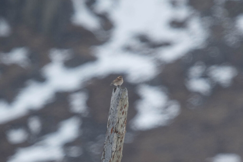 The rarest bird of our trip was this Pallas's Bunting, about the 11th record for North America. Of these,
