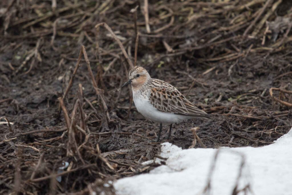 Red-necked Stint is a regular migrant at Gambell, and always exciting to find!