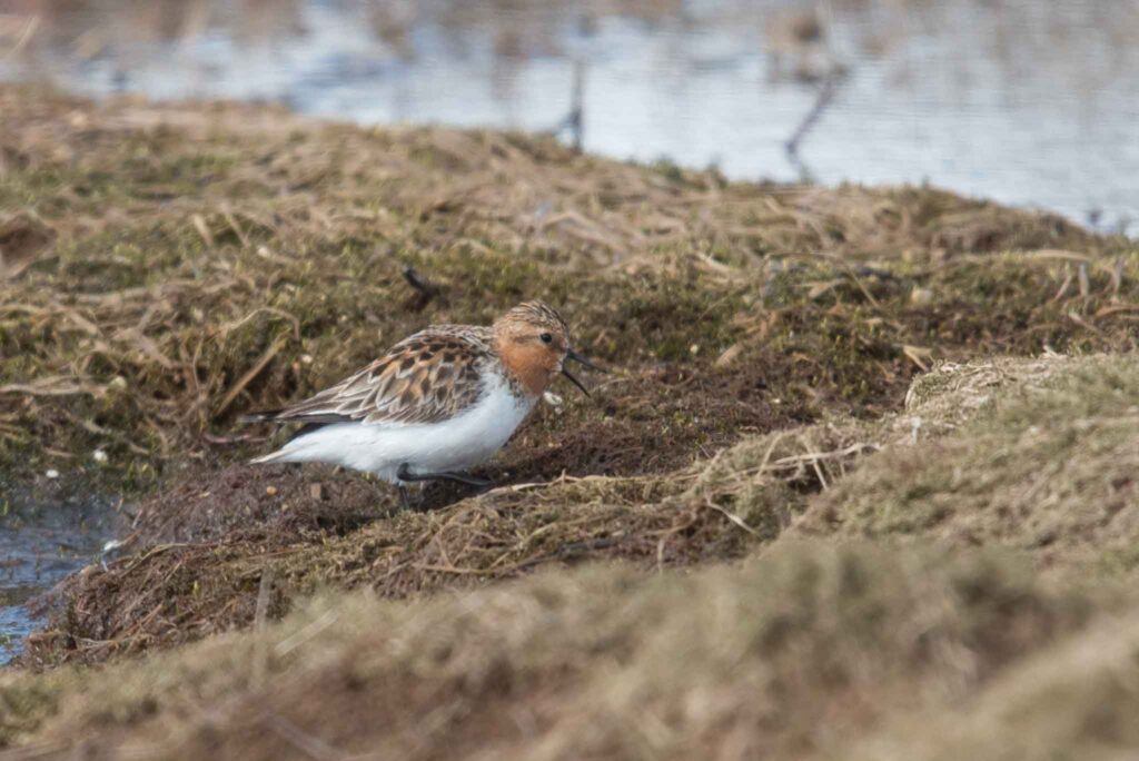 Red-necked Stint is a regular migrant at Gambell, and always exciting to find!
