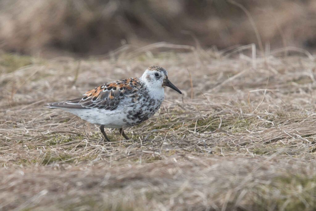 A few Rock Sandpipers breed near Gambell.