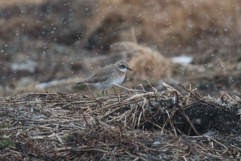 This Siberian Sand Plover was a thrilling start to our tour!