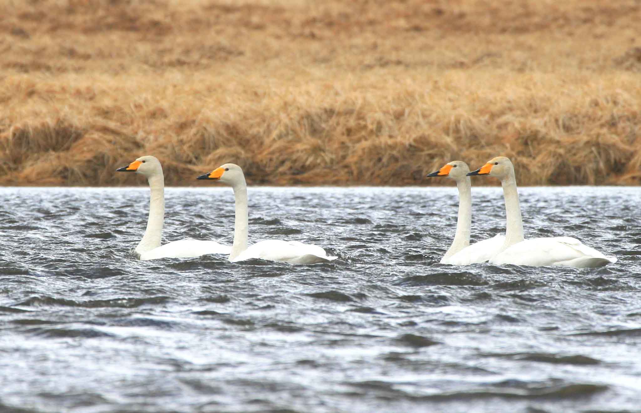 WHSW_Adak_040910_IsaacHelmrics_web- The mighty Whooper Swan is a regular wintering bird at Adak Island. Photo Isaac Helmericks.
