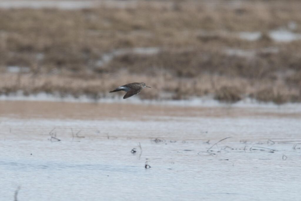 Wood Sandpipers are rare migrants at Gambell, one that we don't find every trip.