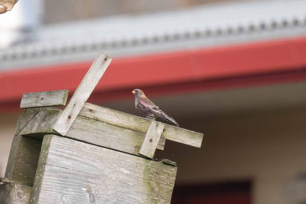 North America's third record of Asian Rosy Finch.