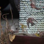 North America's third record of Asian Rosy Finch.