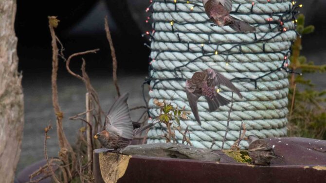 North America's third record of Asian Rosy Finch.