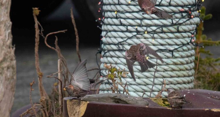 North America's third record of Asian Rosy Finch.