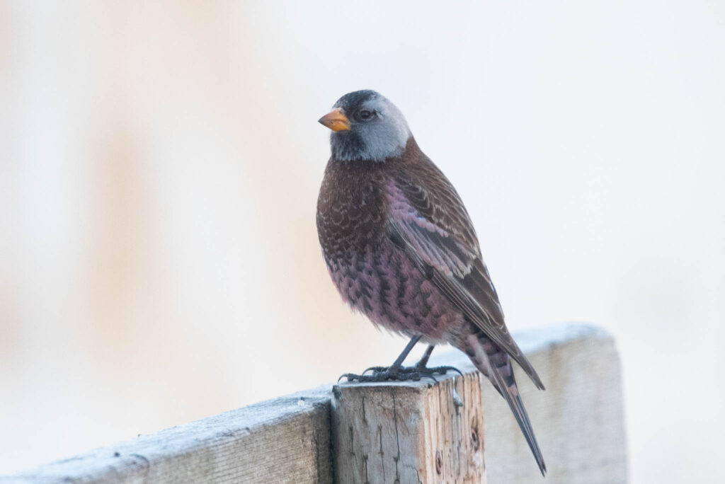 The common and stunning Gray-crowned Rosyfinch.