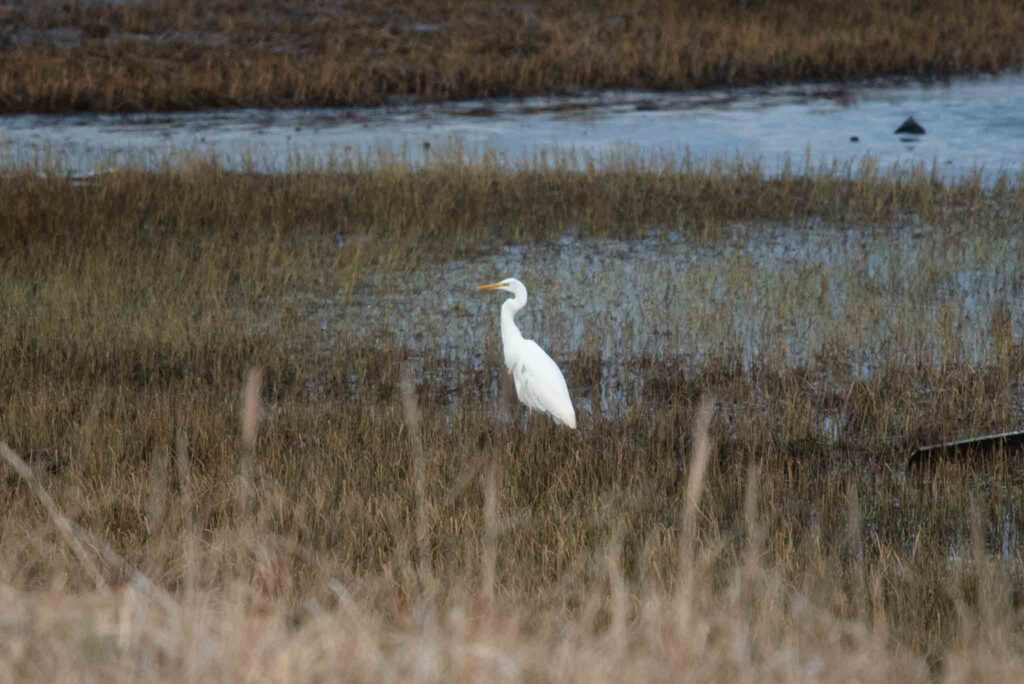 Great Egret, Adak Island, Alaska.