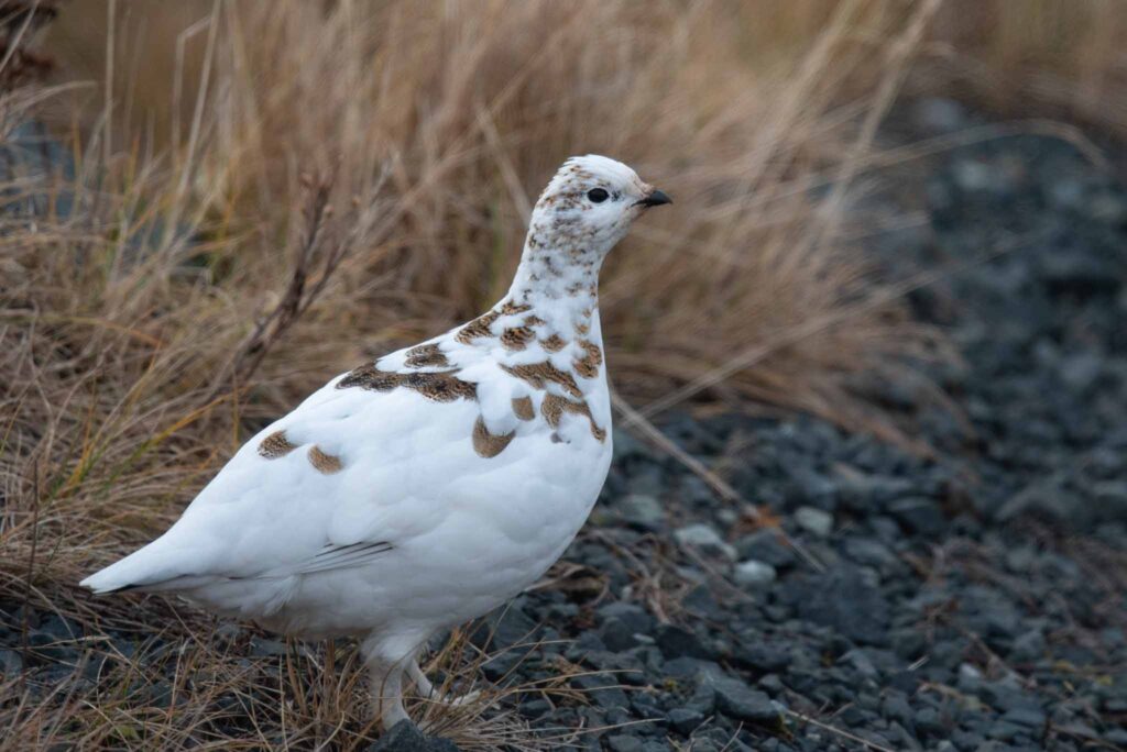 Rock Ptarmigan are common along the roads on Adak Island.