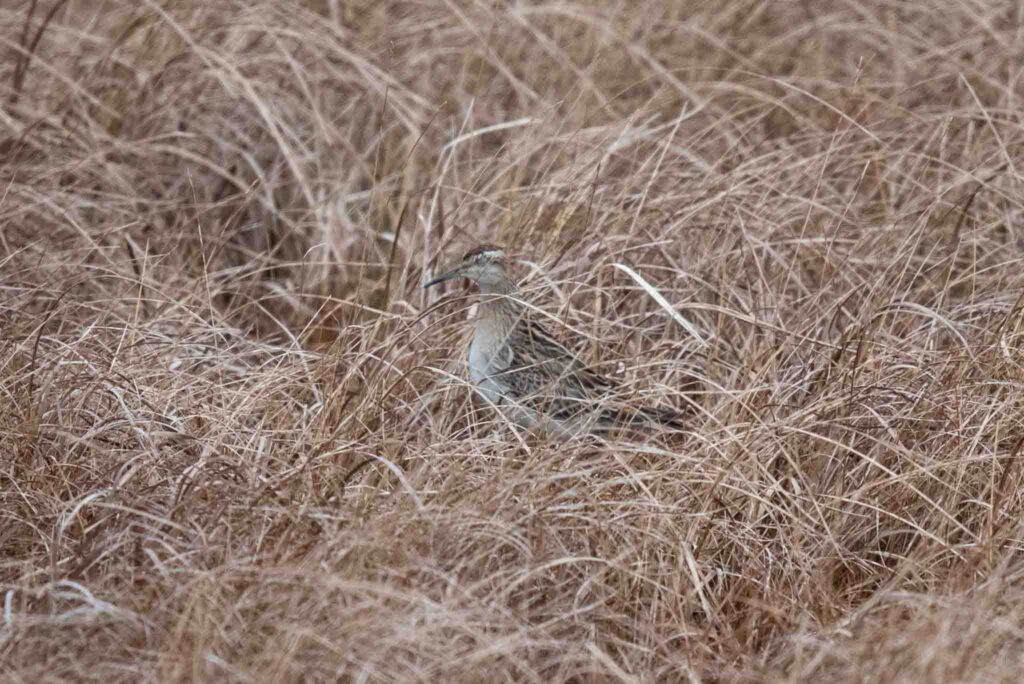 An unseasonably late Sharp-tailed Sandpiper on Adak Island.