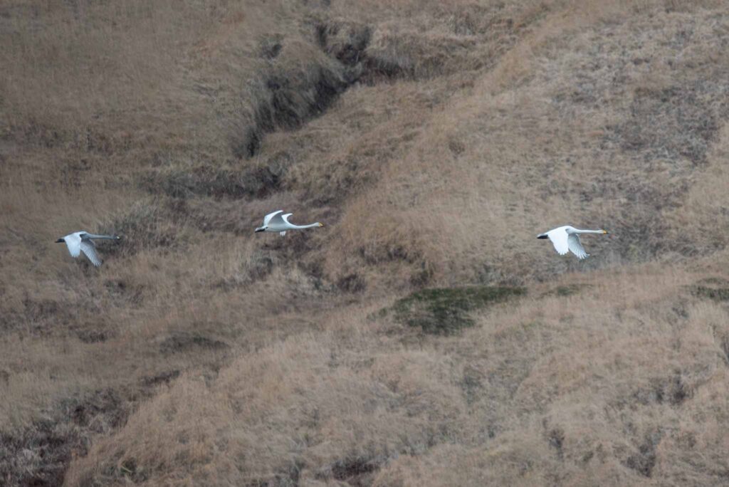 Whooper Swans winter on Adak Island, Alaska.
