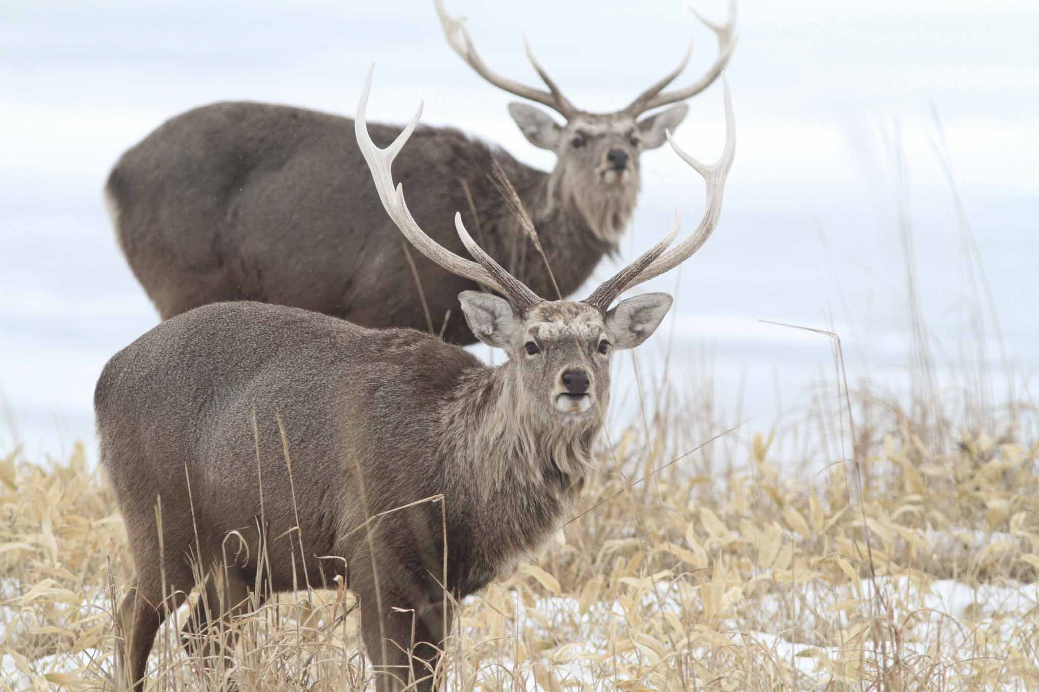 Ezo Sika deer, endemic to Hokkaido.