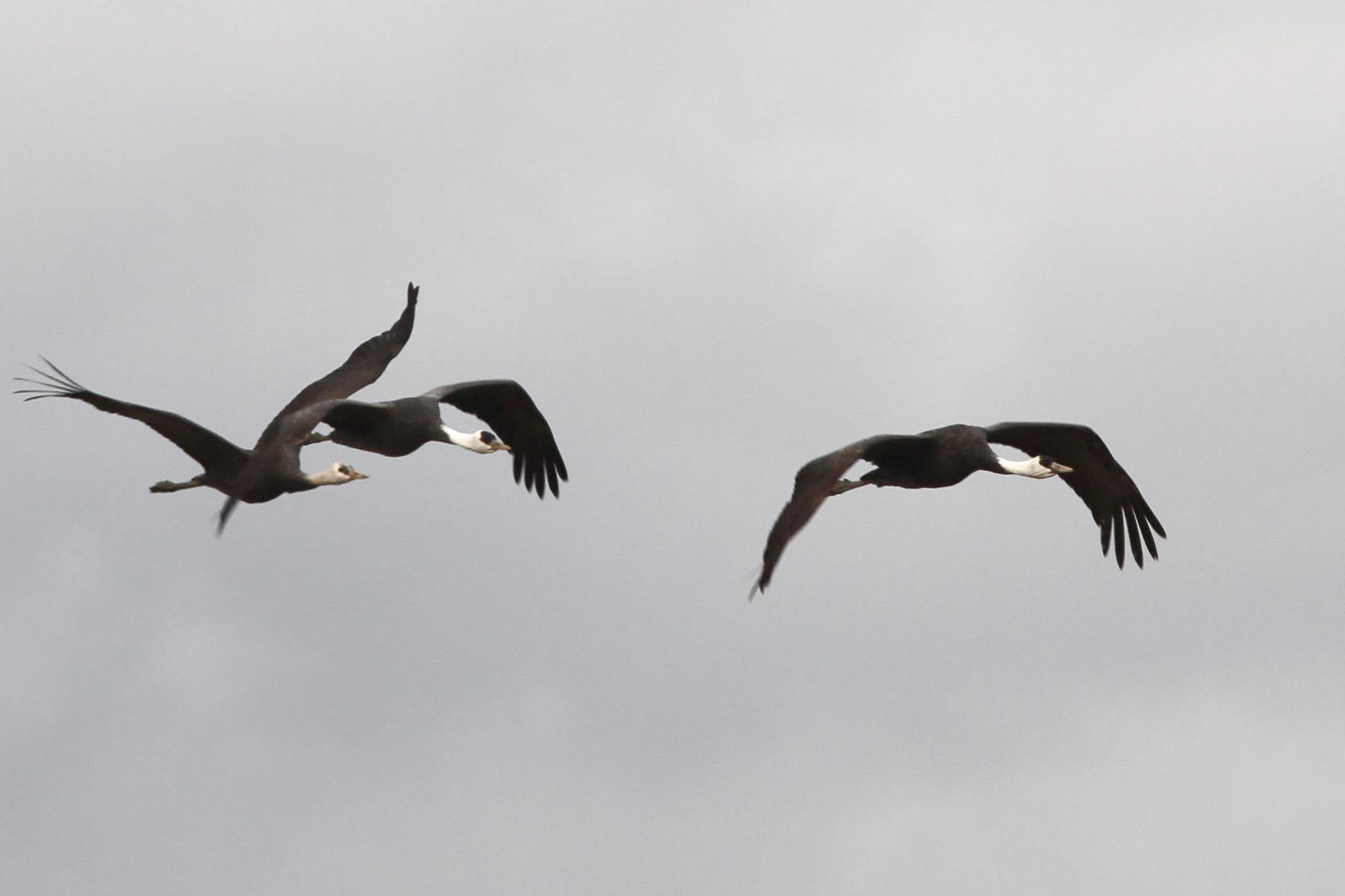 Hooded Cranes fly over a field near Izumi.