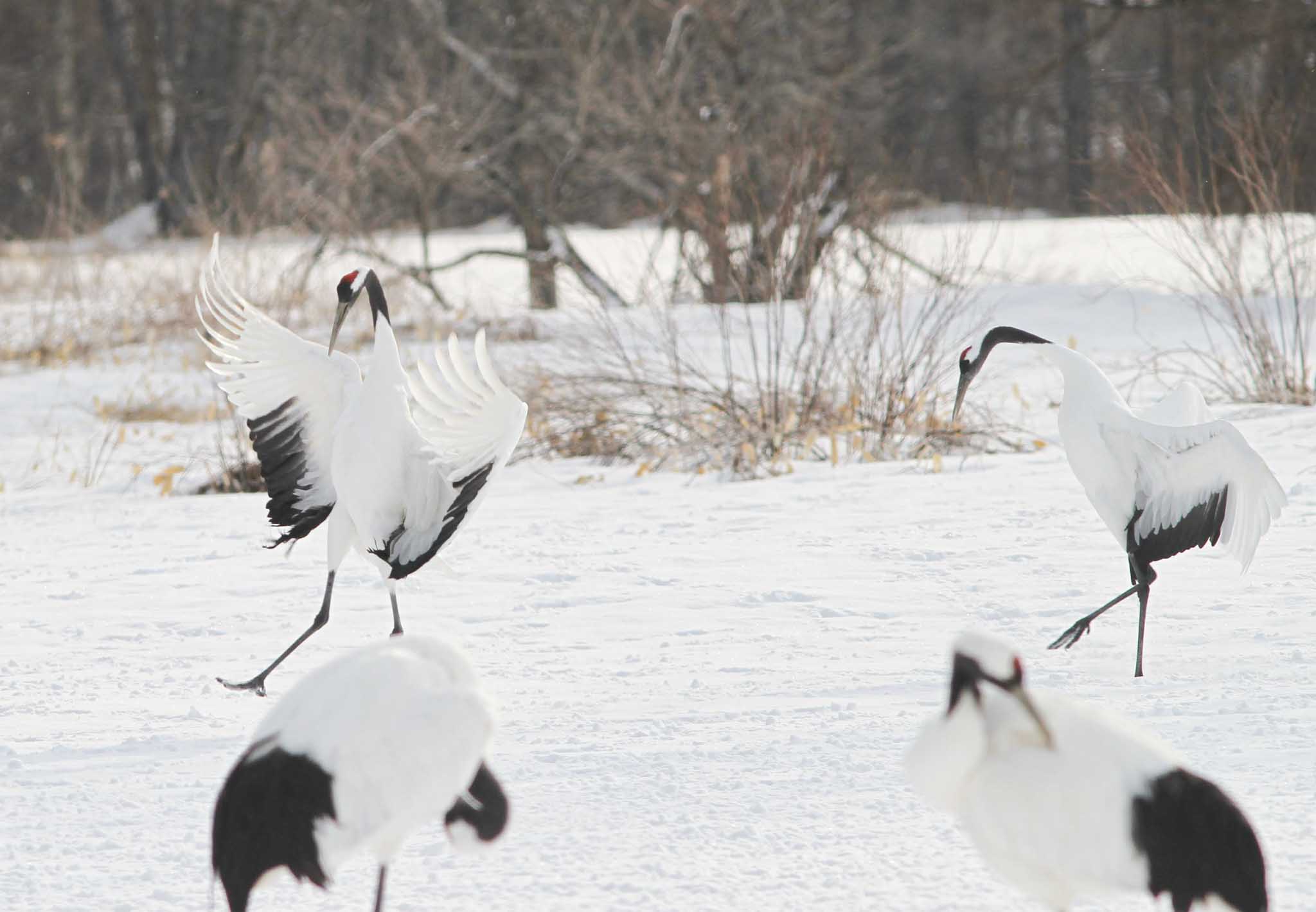 Red-crowned Cranes dance in Hokkaido, a high light of birding Japan in winter!