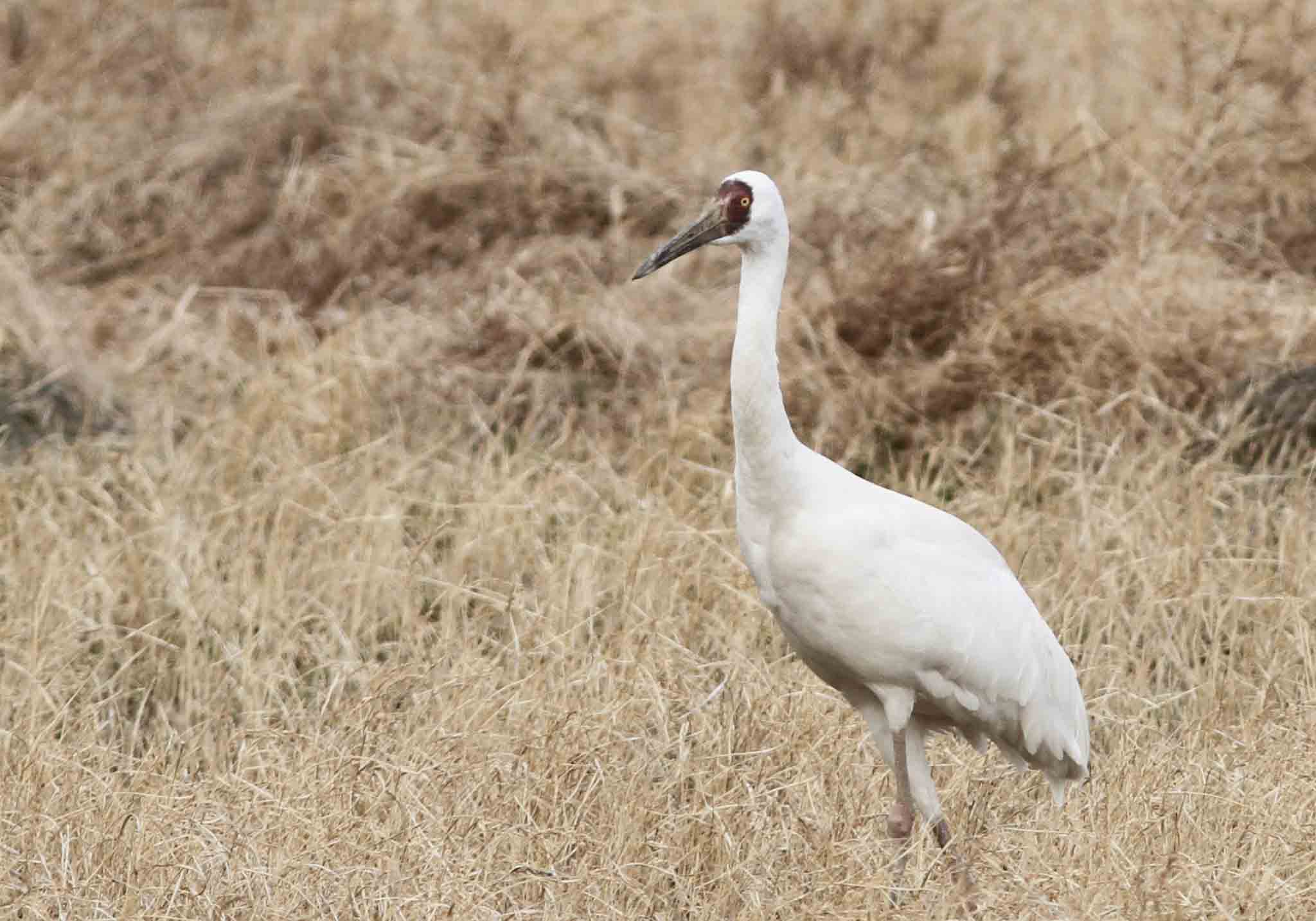 The critically endangered Siberian Crane.