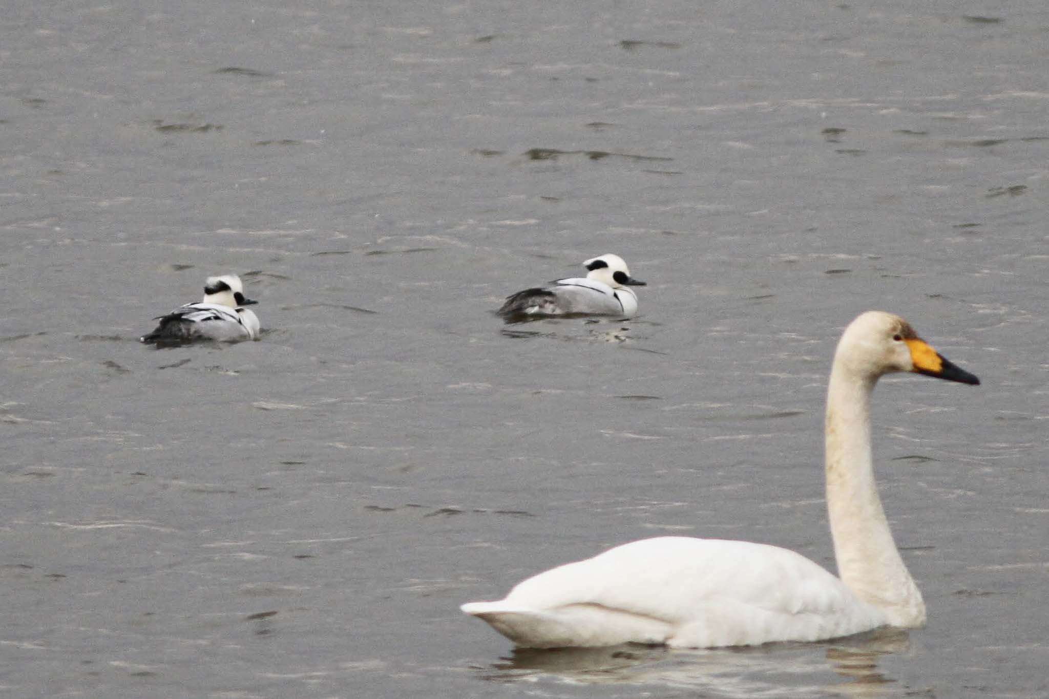 Smews and a Whooper Swan