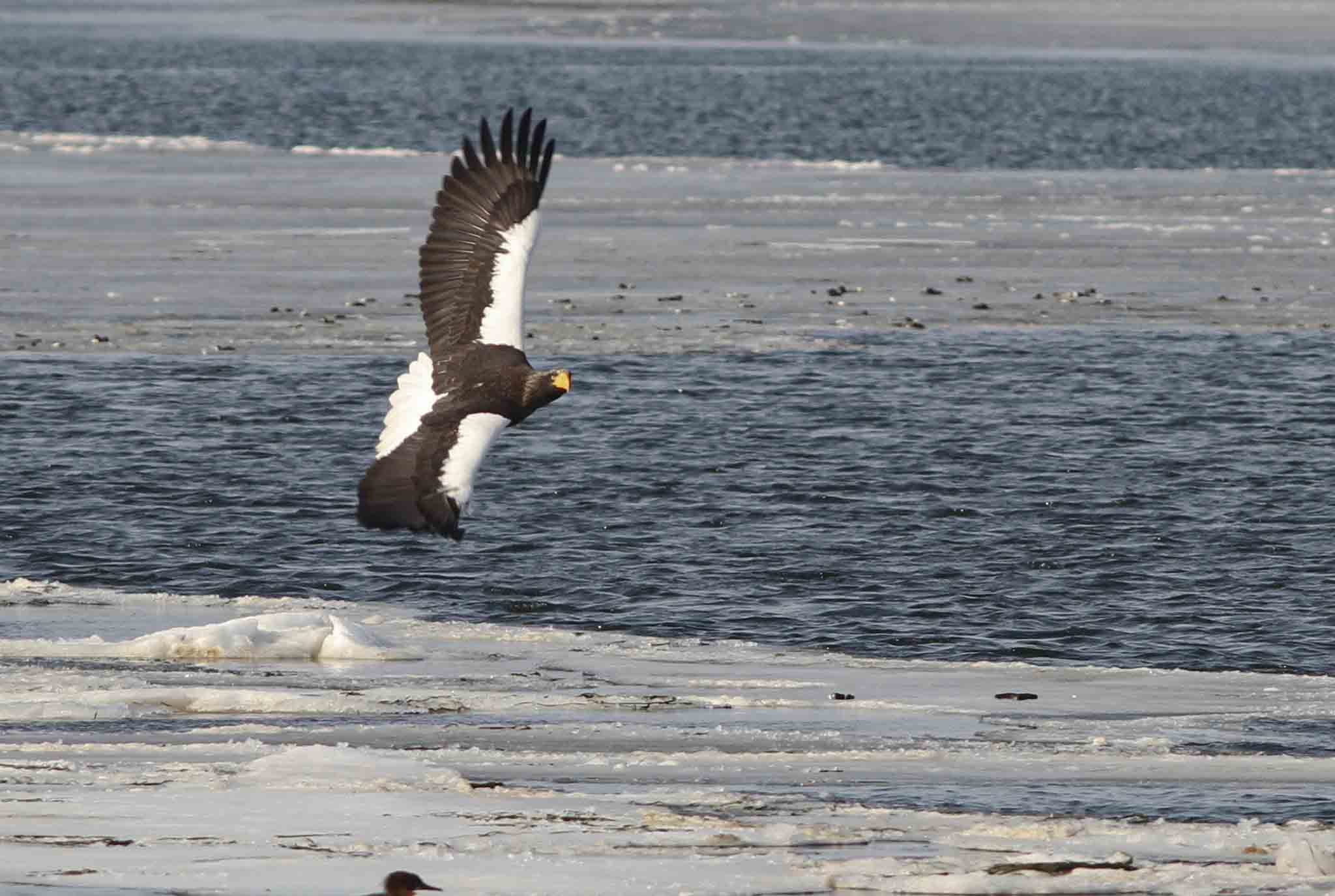 A Steller's Sea Eagle flies over the ice at Hokkaido, Japan.