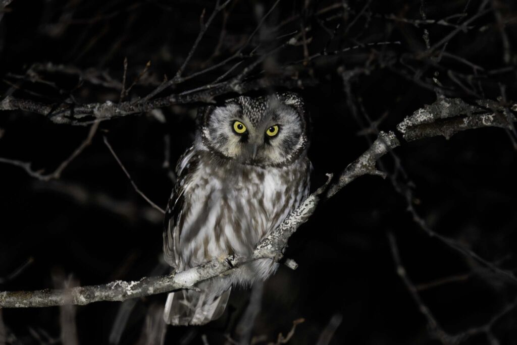 Boreal Owl, Kodiak Island, Alaska