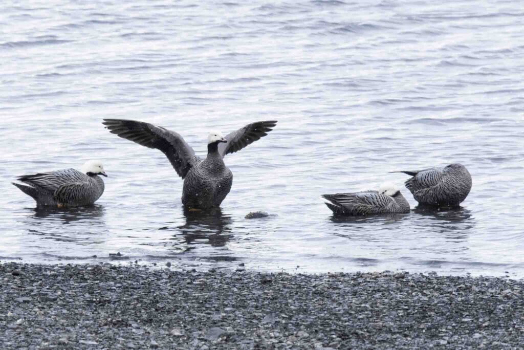 Emperor Geese along the shore in Women's Bay, Kodiak, Alaska