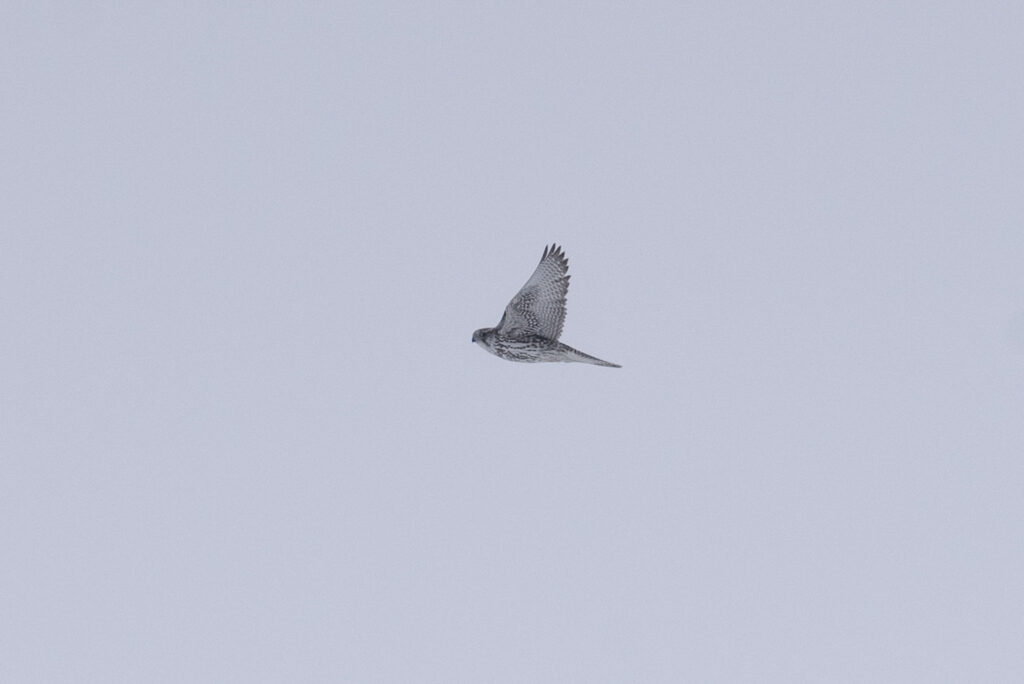 A Gyrfalcon flies over the frozen Nome tundra.