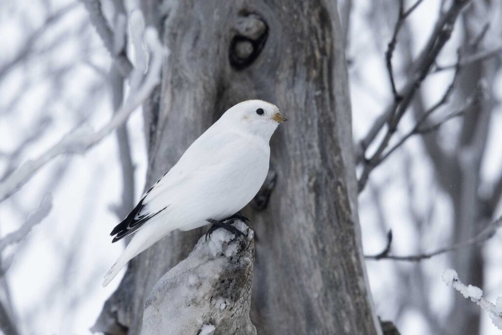 Male McKay's Bunting, Nome, Alaska