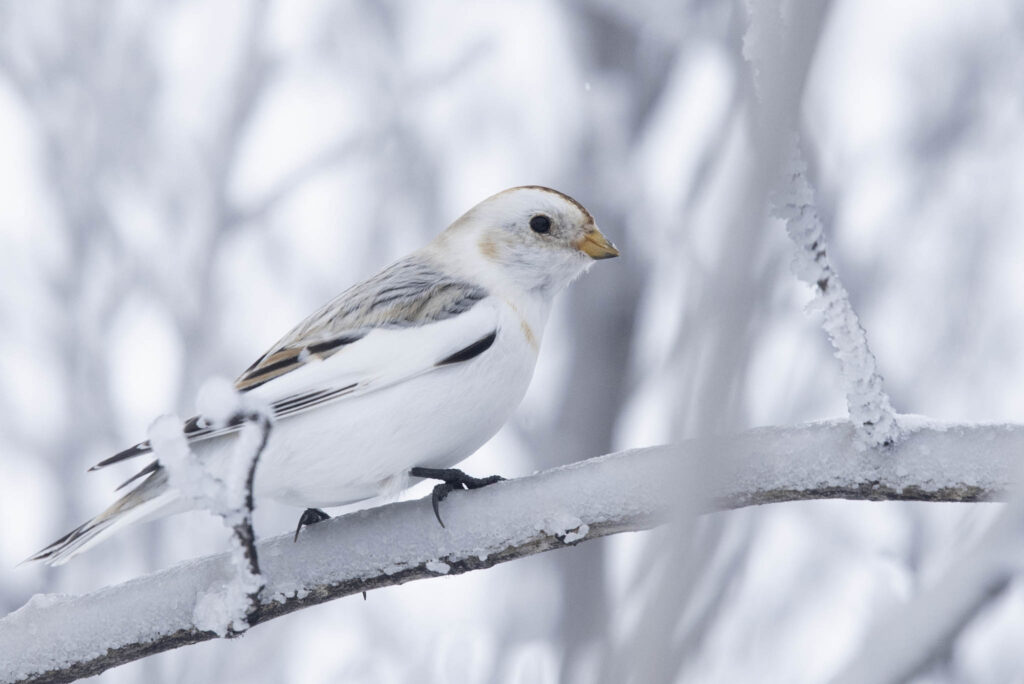 A female McKay's Bunting, Nome, Alaska