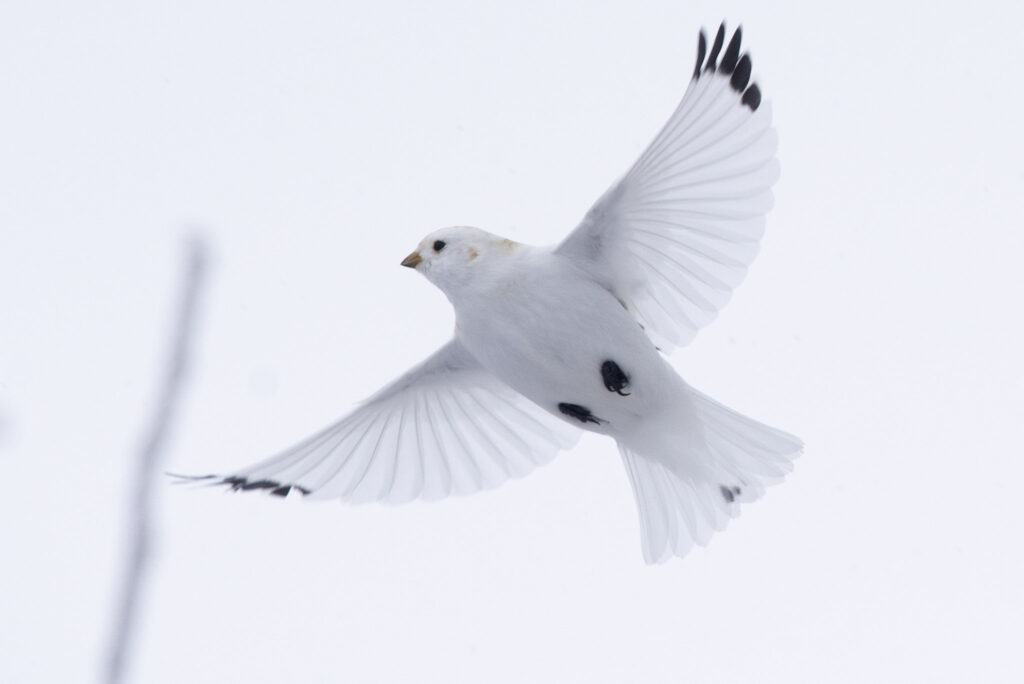 A male McKay's Bunting in Nome, Alaska